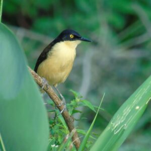 Observación de Aves en el Darién Emberá