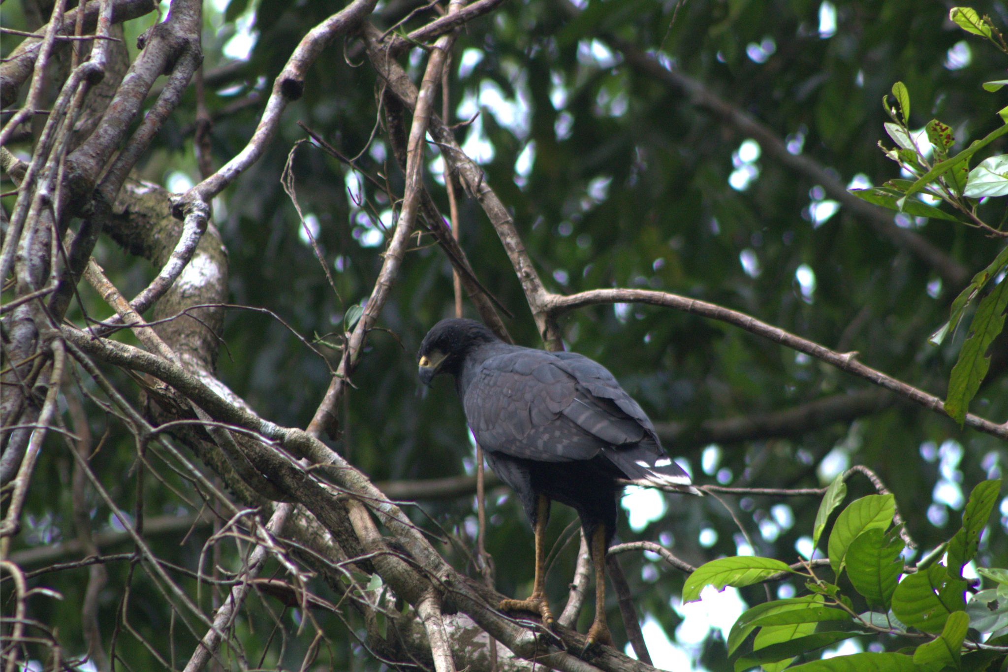 Observación de Aves en el Darién Emberá - Imagen 7