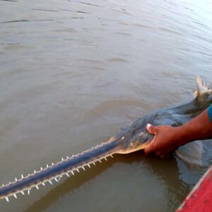 🐟 Mona (Pez Sierra del Darién)