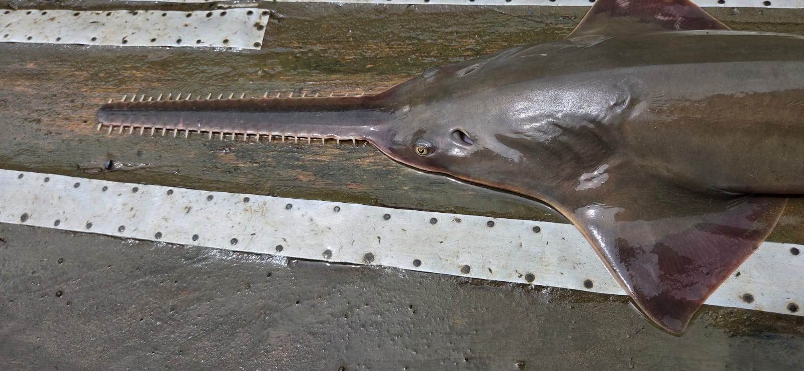 🐟 Mona (Pez Sierra del Darién) - Imagen 6