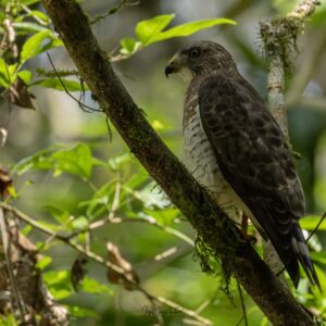 Observación de Aves en el Darién Emberá