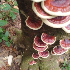 🌳 Parque Nacional Darién