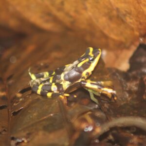 🌳 Parque Nacional Darién