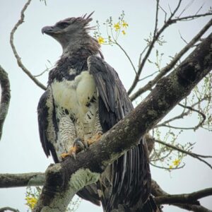 🌿 Tour Geumiajo–Arpya