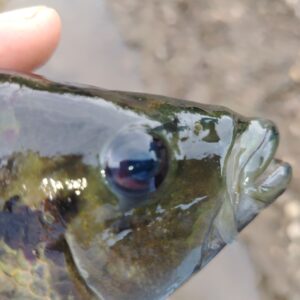 🐟 Paparakiru (Mojarra Azul)