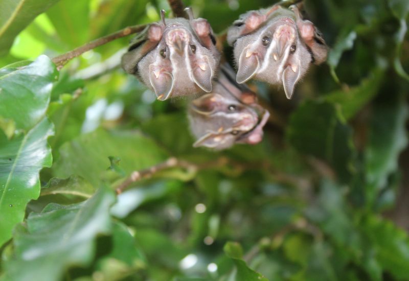 🌿 Territorio Ancestral Takarkunyal