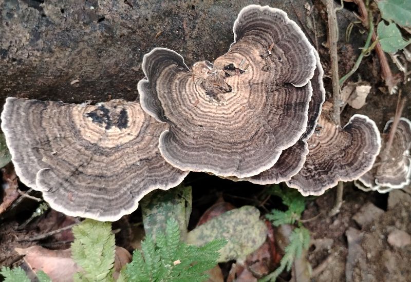 🌿 Territorio Ancestral Takarkunyal - Imagen 6